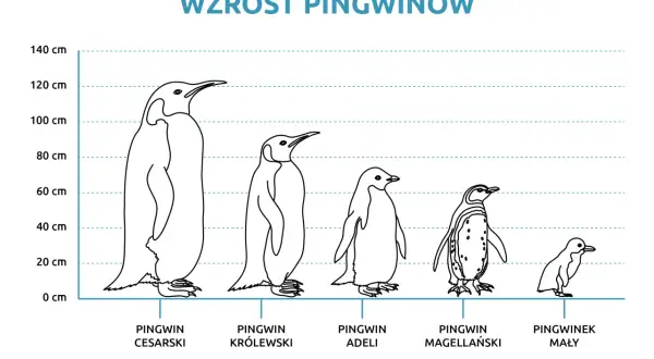 Różne gatunki pingwinów od największego cesarskiego do najmniejszego pingwinka małego, porównane pod względem wzrostu.
