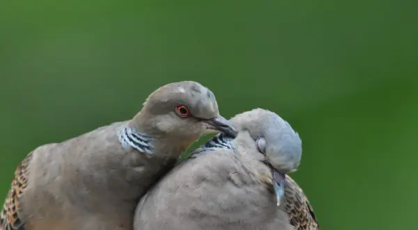Dwa ptaki podobne do gołębi, jeden czule dotyka drugiego.