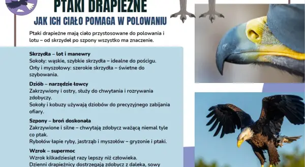Ptaki drapieżne w Polsce: orzeł w locie, jego potężny dziób i szpony. Informacje o przystosowaniu do polowania.