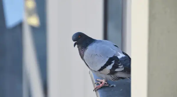 Ptak na parapecie co oznacza - odkryj jego głębokie znaczenie