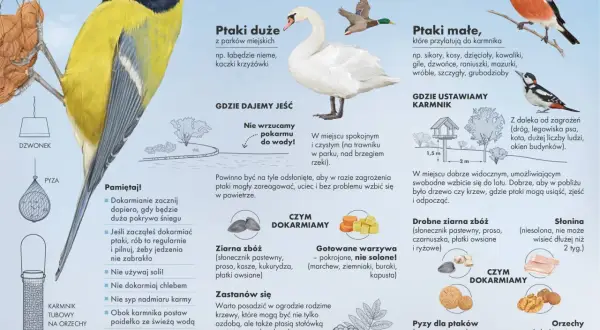 Ptaki jedzą ziarna zbóż, warzywa, słoninę, orzechy i suszone owoce. Unikaj chleba i soli.