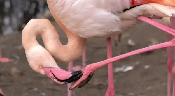 Różowe flamingi zawdzięczają swój kolor diecie bogatej w karotenoidy. Ptak pochyla głowę, by zjeść, co wyjaśnia, dlaczego flamingi są różowe.