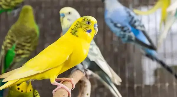 Żółta papużka falista na gałęzi, obok innych w różnych kolorach. Zastanawiasz się, ile żyją papugi?