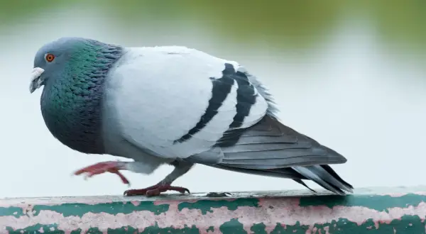 Gołąb z zieloną szyją i czarnymi pasami na skrzydłach, jakby miał gołębie serce, co to znaczy?