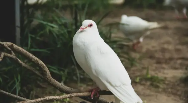 Biały, duży gołąb siedzi na gałęzi. W tle widać inne ptaki i zieleń.