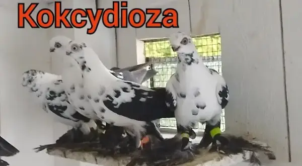 Jak wygląda kokcydioza u gołębi? Objawy, które mogą zaniepokoić