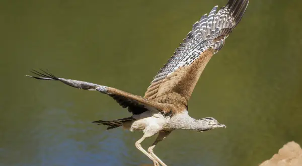 Wielki ptak, najcięższy ptak latający, wzbija się w powietrze nad wodą, rozpościerając swoje imponujące skrzydła.