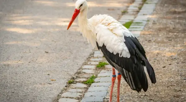 Ile lat żyje bocian? Odkryj zaskakujące fakty o ich żywotności