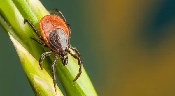 Jakie ptaki jedzą kleszcze? Oto zaskakujące gatunki, które pomogą