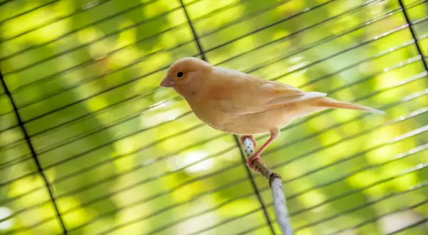 Ile kosztuje kanarek w zoologicznym? Zaskakujące ceny i czynniki wpływające na koszt