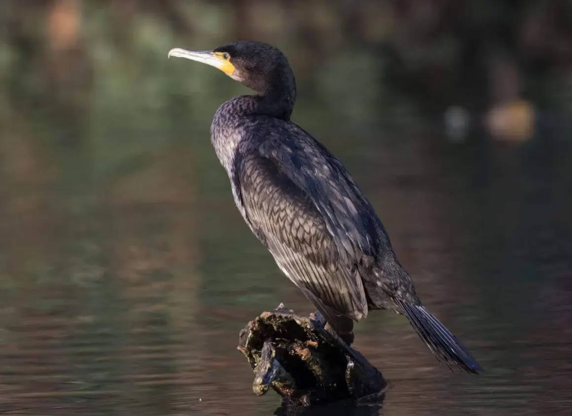 Kormoran z żółtą plamą przy dziobie siedzi na kawałku drewna w wodzie.