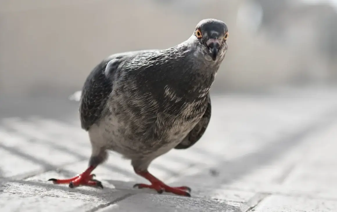 Gołąb w domu może oznaczać niespodziewanego gościa lub symbol pokoju. Ten ptak na bruku wygląda, jakby właśnie wpadł z wizytą.