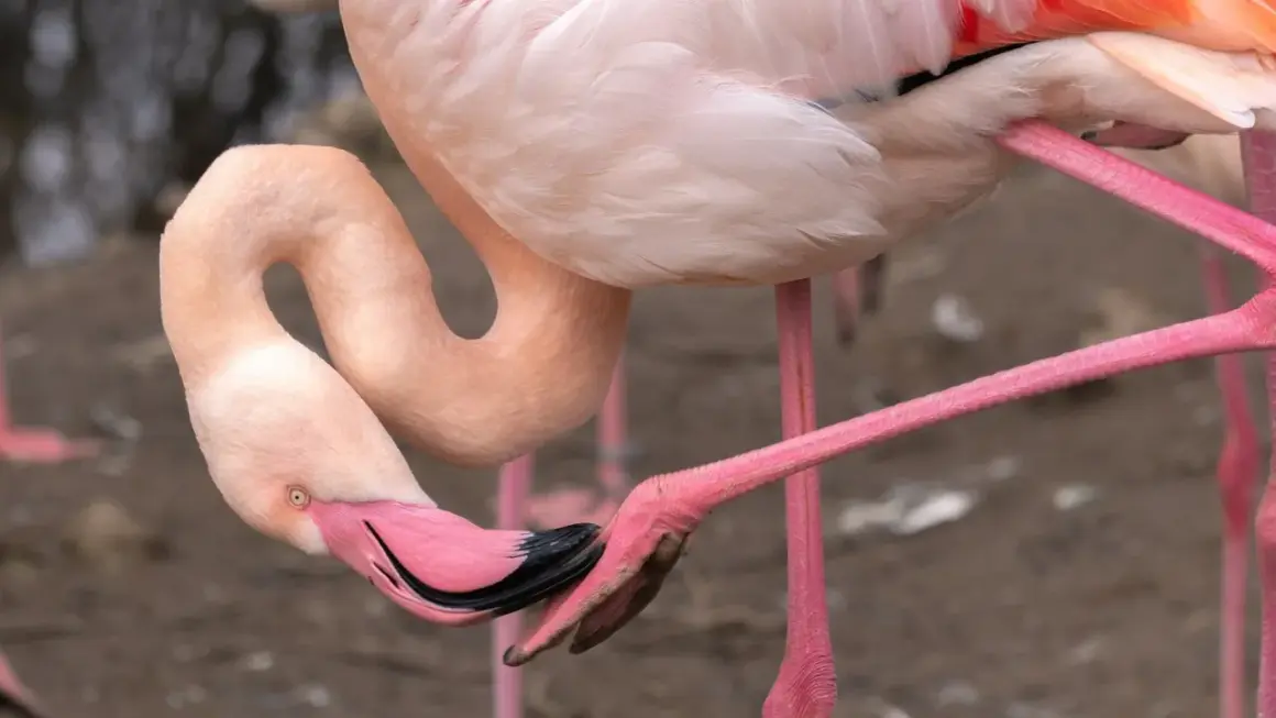 Różowe flamingi zawdzięczają swój kolor diecie bogatej w karotenoidy. Ptak pochyla głowę, by zjeść, co wyjaśnia, dlaczego flamingi są różowe.