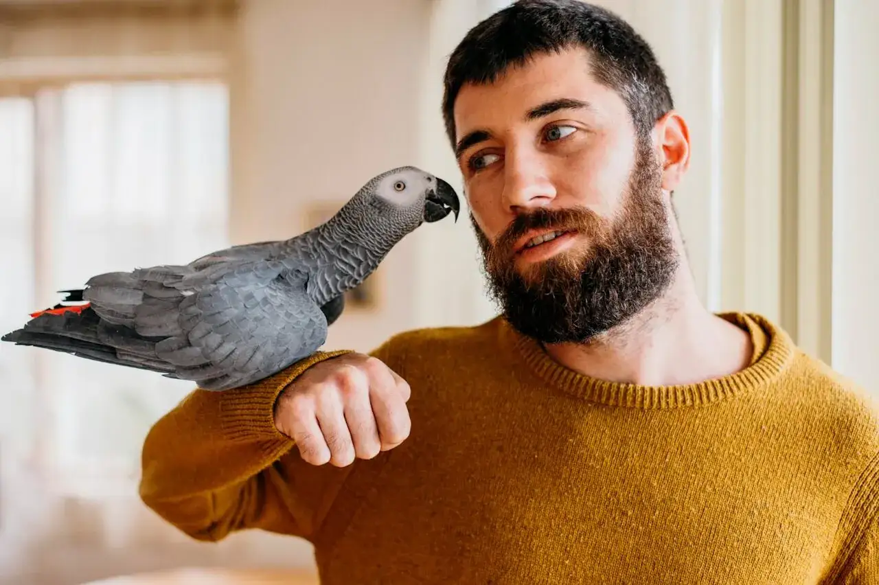 Szary żako z czerwonym ogonem siedzi na ramieniu mężczyzny. Zastanawiasz się, jaka papuga do domu? Żako to świetny wybór!