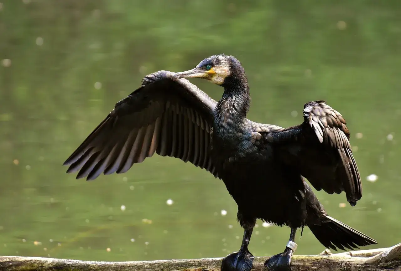 Kormoran rozkłada skrzydła na gałęzi, susząc pióra.