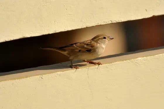 Jak odstraszyć wróble? Skuteczne sposoby na balkon i dach
