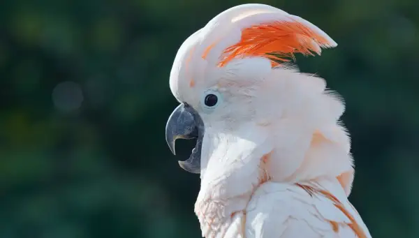 Piękna biała kakadu z pomarańczowym czubkiem, która może być symbolem tego, jak oswoić dzikiego ptaka.