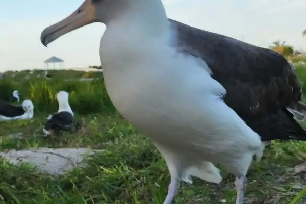 Albatros, ptak, który żyje najdłużej, na trawiastym wybrzeżu.
