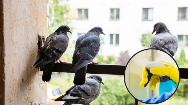 Gołębie na balkonie i ręka w żółtej rękawiczce trzymająca butelkę z rozpylaczem.