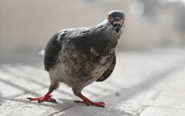 Gołąb w domu może oznaczać niespodziewanego gościa lub symbol pokoju. Ten ptak na bruku wygląda, jakby właśnie wpadł z wizytą.