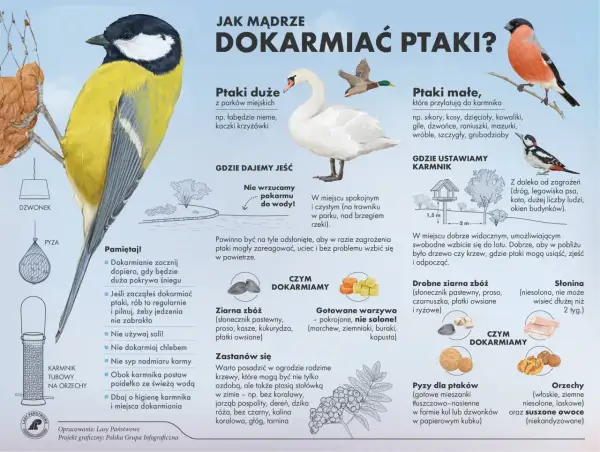 Ptaki jedzą ziarna zbóż, warzywa, słoninę, orzechy i suszone owoce. Unikaj chleba i soli.