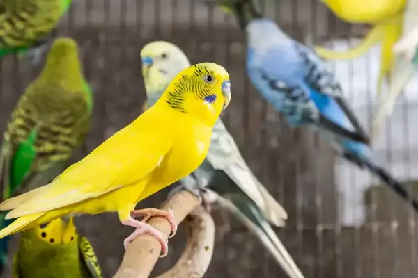 Żółta papużka falista na gałęzi, obok innych w różnych kolorach. Zastanawiasz się, ile żyją papugi?
