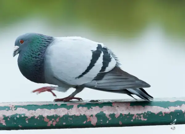 Gołąb z zieloną szyją i czarnymi pasami na skrzydłach, jakby miał gołębie serce, co to znaczy?