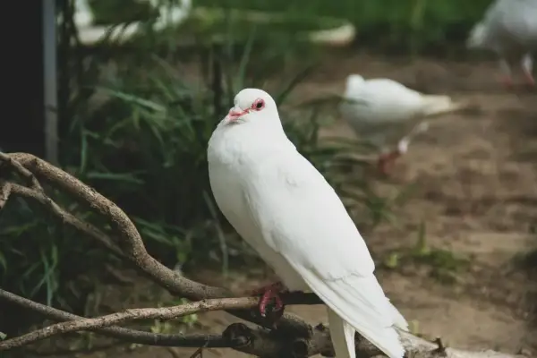 Biały, duży gołąb siedzi na gałęzi. W tle widać inne ptaki i zieleń.